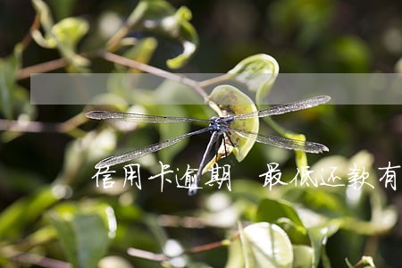信用卡逾期 最低还款有用吗